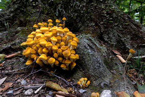 The Occult Fungus: Nature's Dark Passenger
